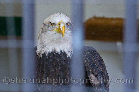 American Bald Eagle