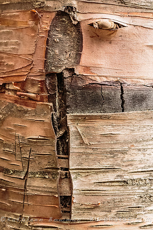 Cross in Tree Bark