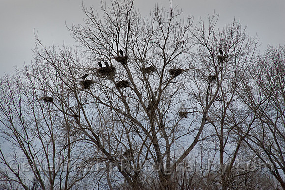 Rookery