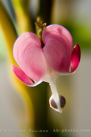 Bleeding Heart