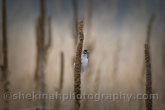 Downy Woodpecker