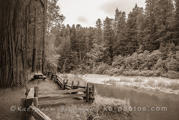 Redwoods Resting Spot