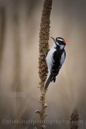 Downy Woodpecker