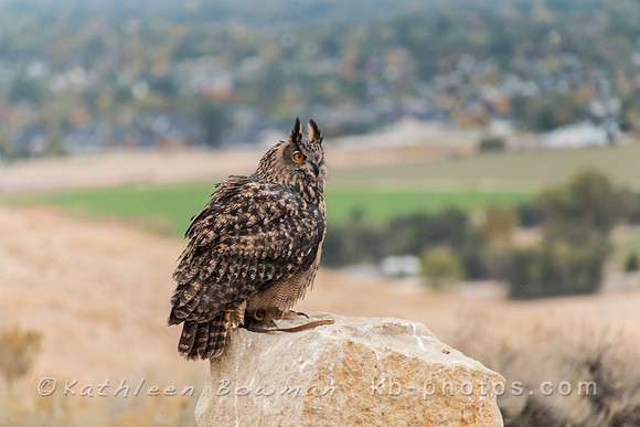 Wally the Eagle Owl