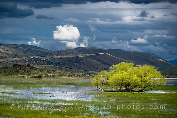 Saturated Landscape