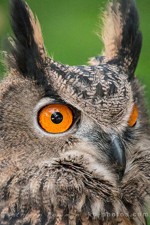 Wally-close up