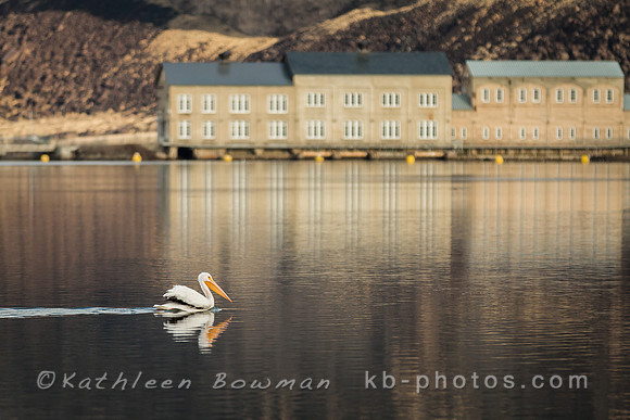 White Pelican at Swan Falls Dam