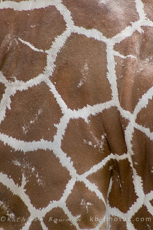 Giraffe Detail