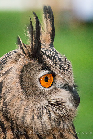 Wally-portrait