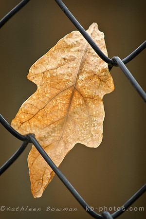 Leaf