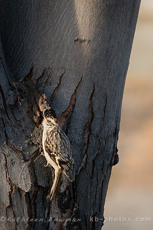 Brown Creeper-Blog20160205