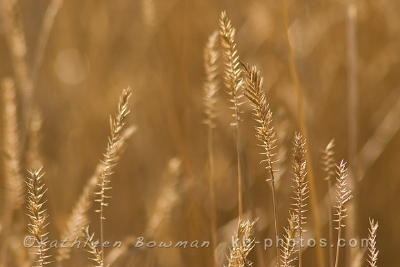Grasses