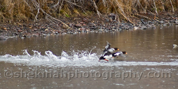 Barrow's Golden Eye