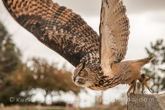 Taking flight 1