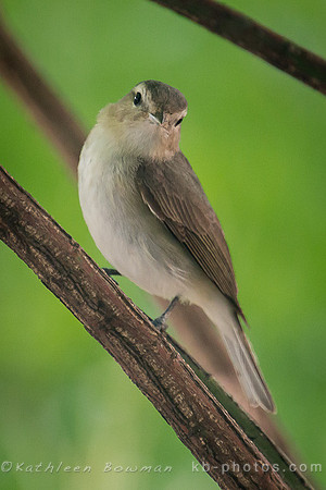 Warbling Vireo-Blog20160514
