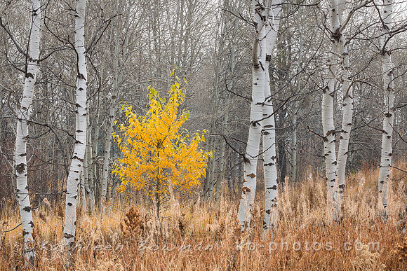 Fall Tree with Aspens