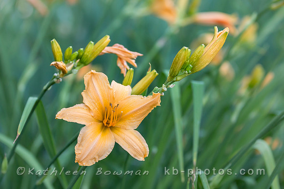 Orange Daylily flower bloom with buds and out of focus background.