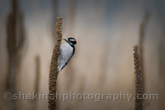 Downy Woodpecker
