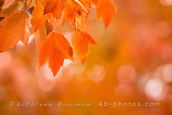 Red-Orange maple leaves in autumn foliage with blurred background