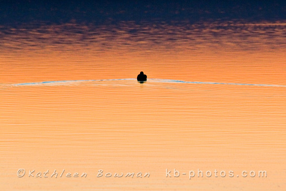 Lone Bird