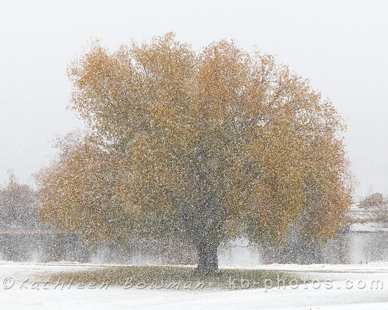 Tree with fall foliage during a early winter snow storm