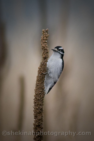 Downy Woodpecker