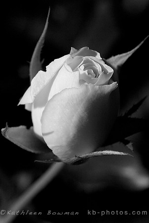 Single Rose in B&W 1_sharp