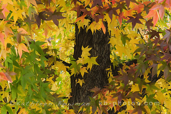 Autumn Splendor