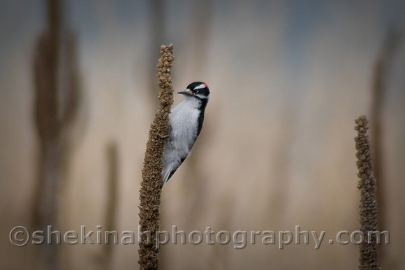 Downy Woodpecker