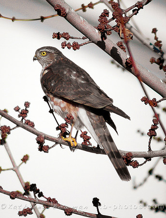 A young Sharp-shinned Hawk perches on a tree branch