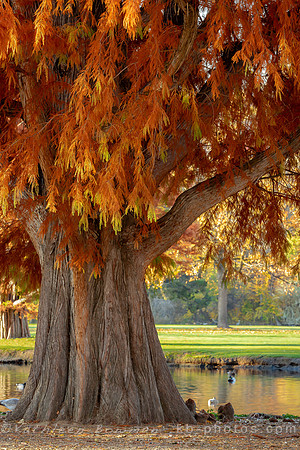 Autumn Tree-Boise, Idaho