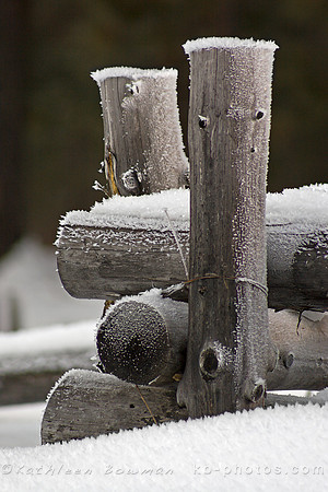 Frozen Fence Posts