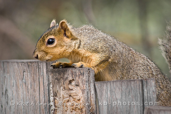 Squirrel