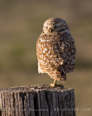A sleepy Burrowing Owl perches on a fence post