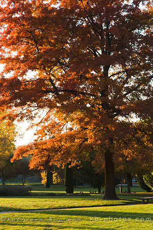 Fall Tree