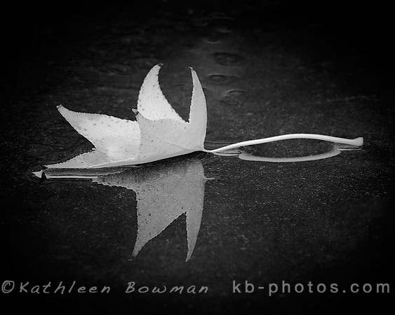 Fallen Leaf