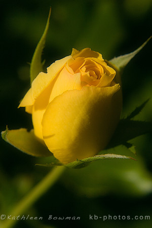Yellow Rose