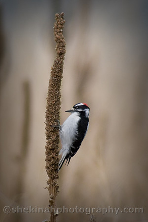 Downy Woodpecker