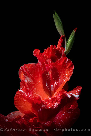 Red Zinzane Gladiolus blooms on black background
