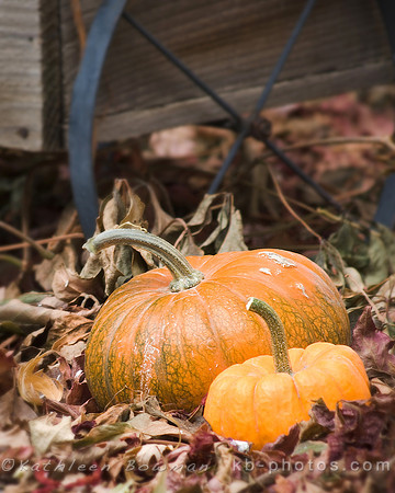 Pumpkins 1
