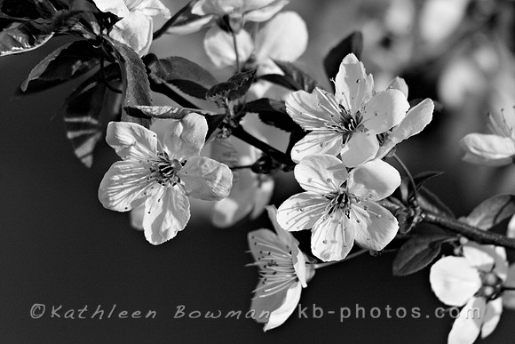 Plum Blossoms