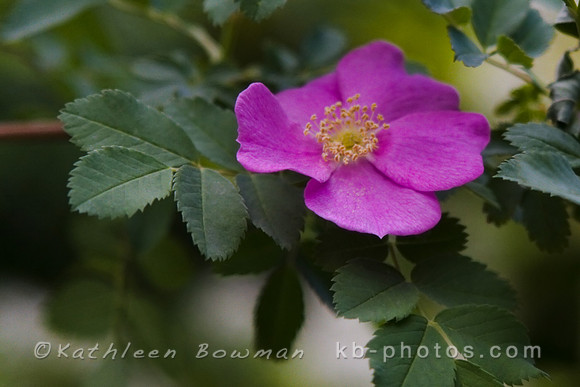 Wild Rose