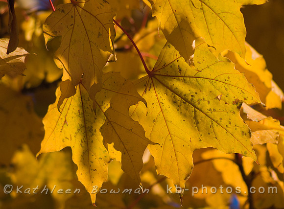 Backlit Gold Leaves