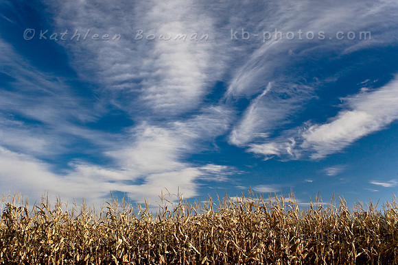 Corn Fields & Sky