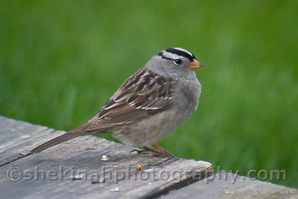White-crowned Sparrow