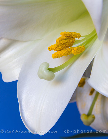 Easter Lilies