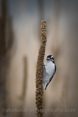 Downy Woodpecker
