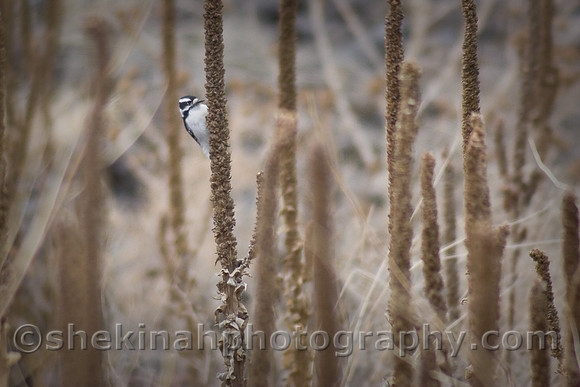 Downy Woodpecker
