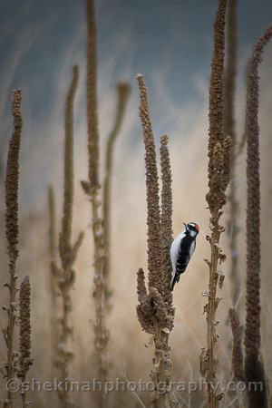 Downy Woodpecker