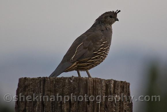 California Quail (Callipepla californica)